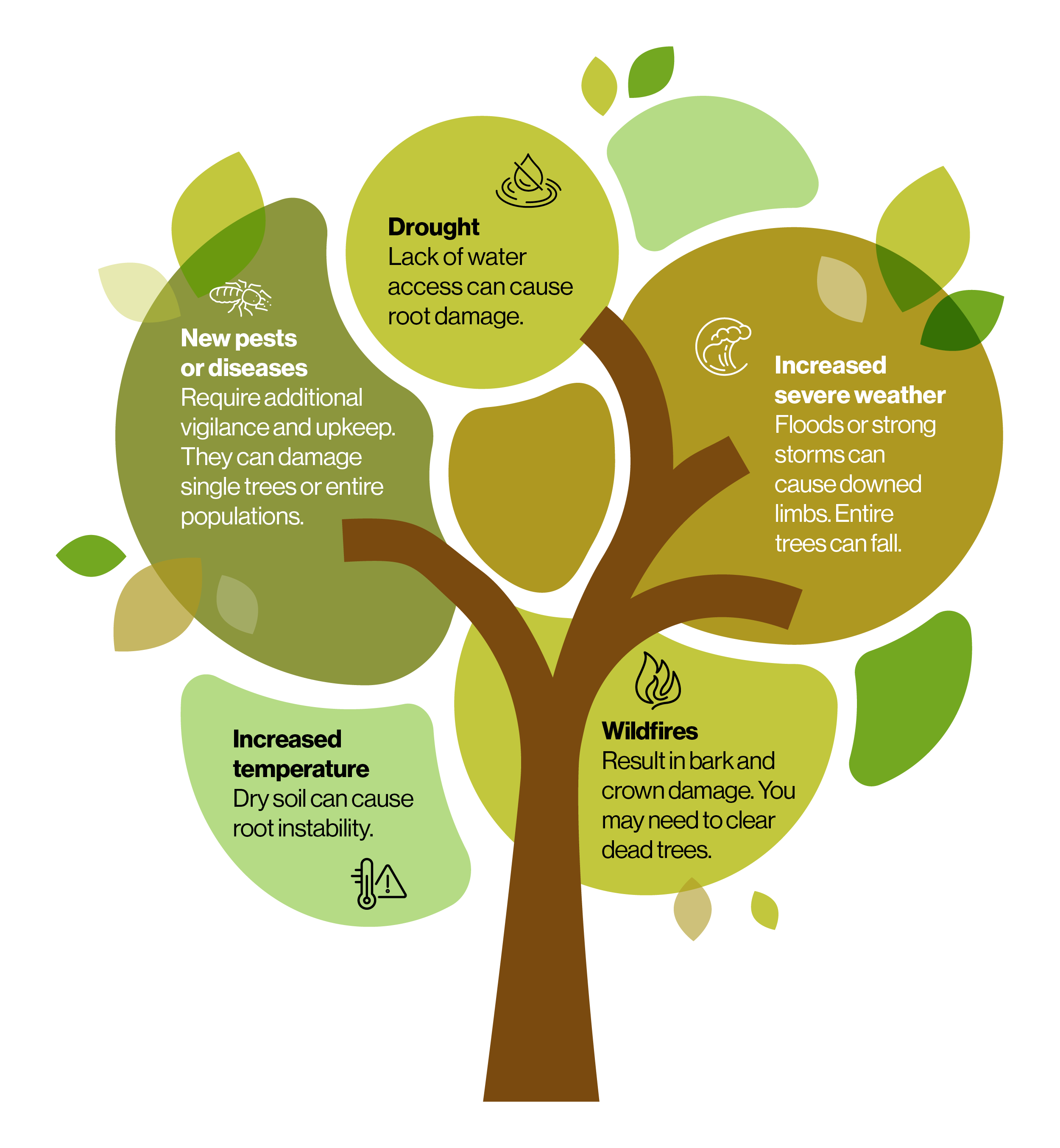 Climate Change and Trees Infographic.png