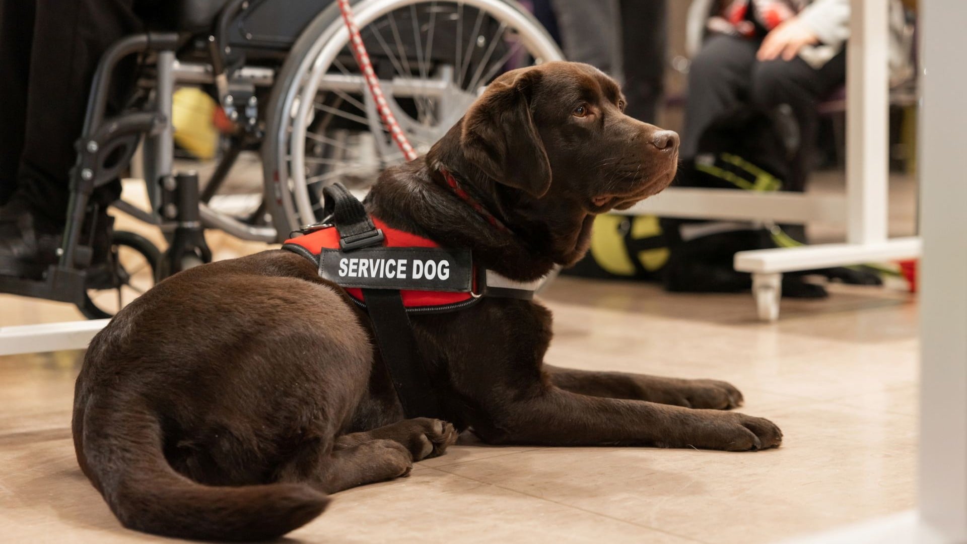 Student Emotional Support Animals